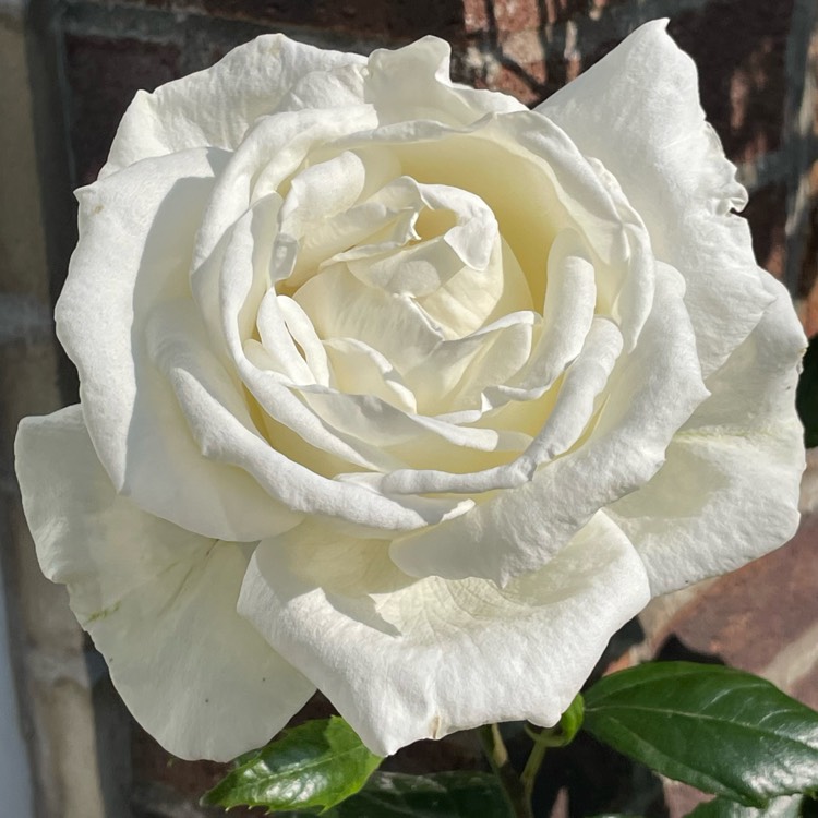 plant image 1672354 plant image 1672354