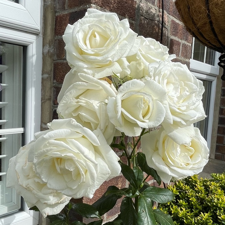 plant image 1673590 plant image 1673590