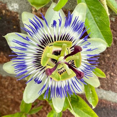 Passiflora Tarminiana 
