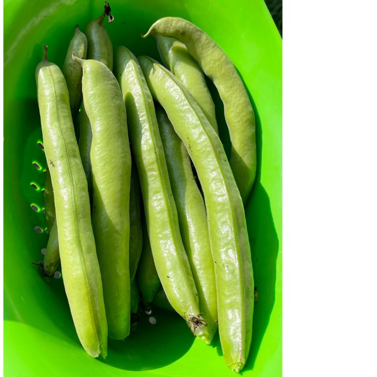 plant image 1675708
