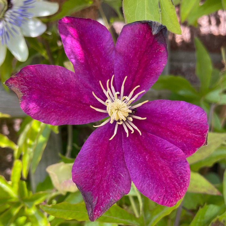plant image 1678899 plant image 1678899