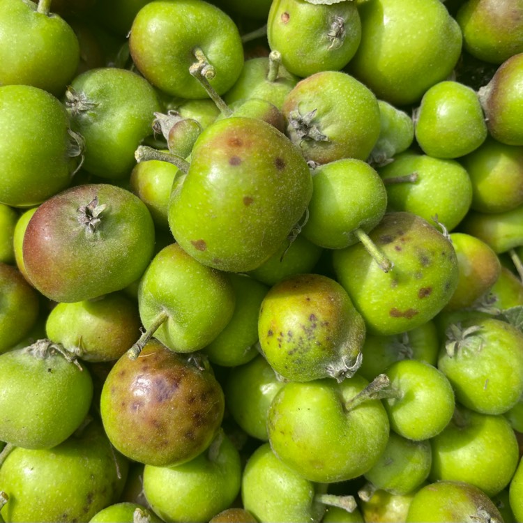 plant image 1679353 plant image 1679353