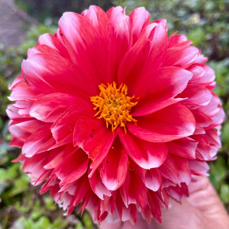 plant image 1681367 plant image 1681367