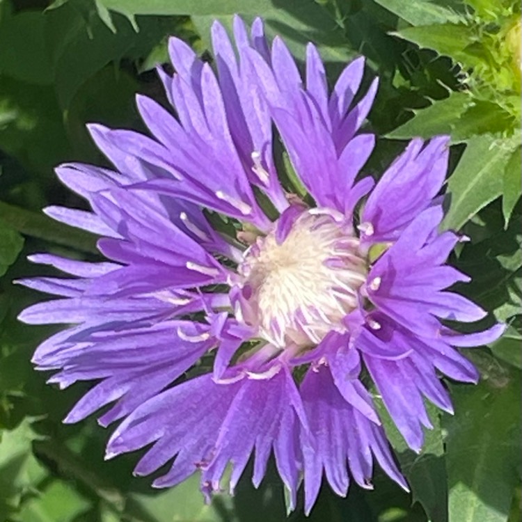 plant image 1683546 plant image 1683546