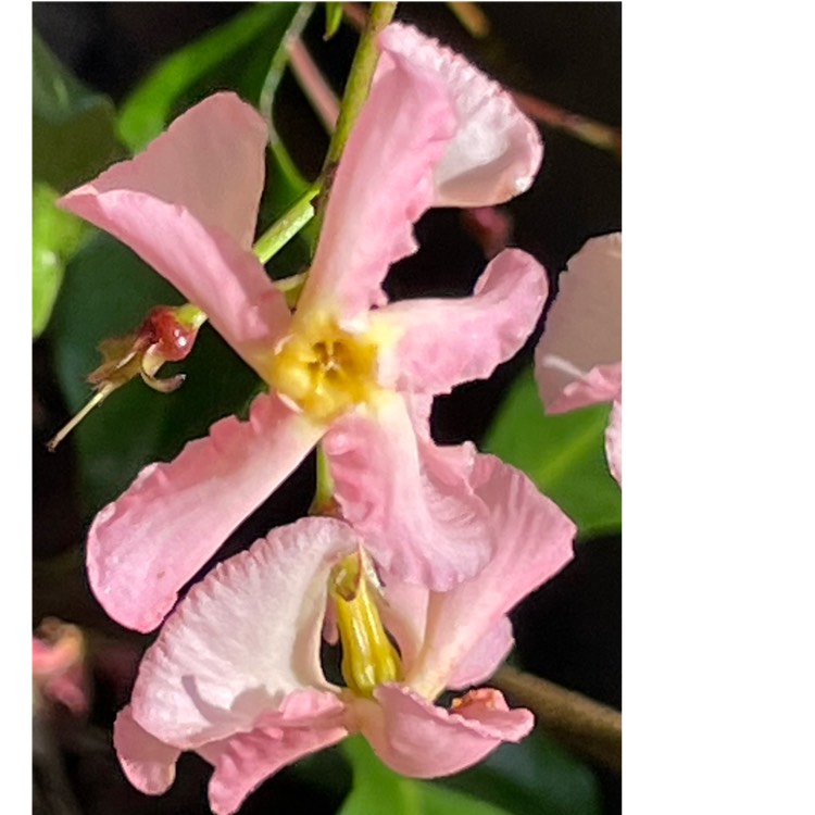 plant image 1683923 plant image 1683923