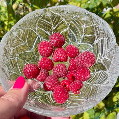 Rubus Idaeus 'Polka'