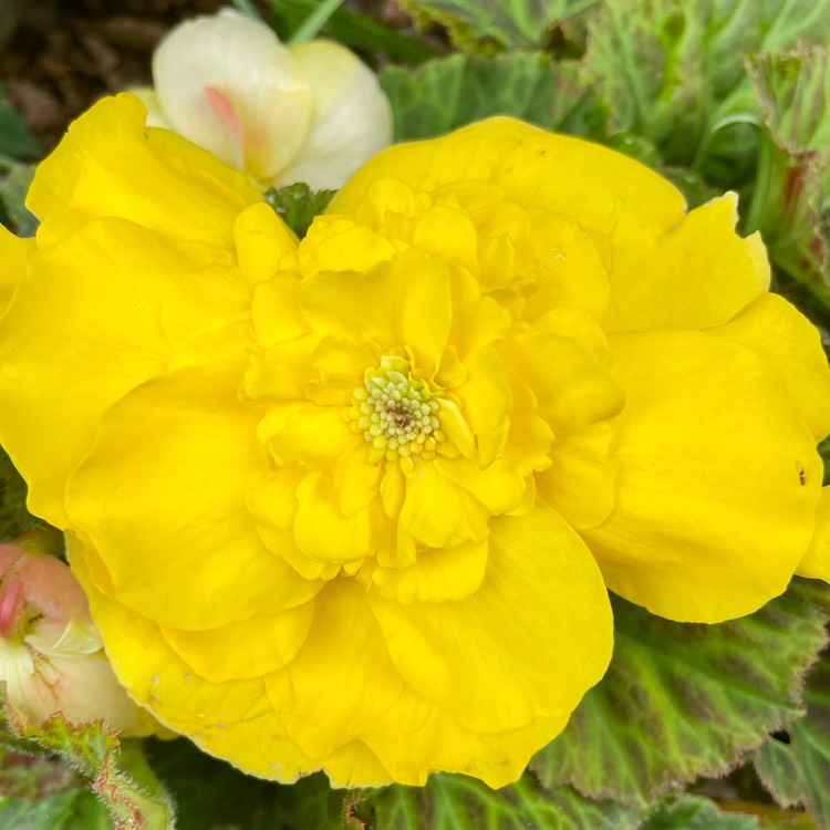 plant image 1684652 plant image 1684652