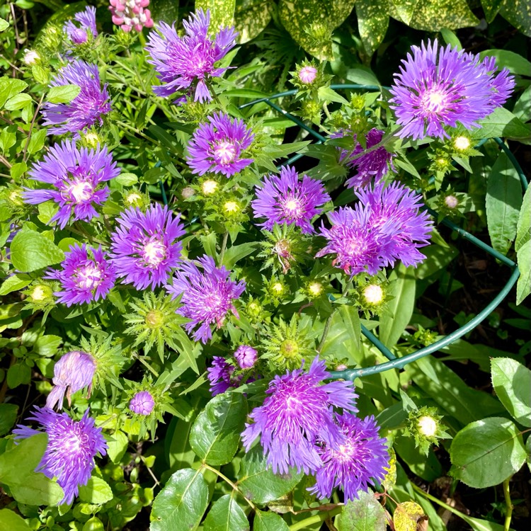 plant image 1685389 plant image 1685389