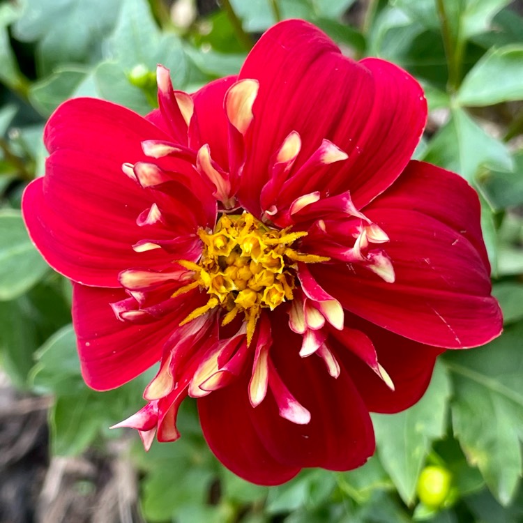 plant image 1685586