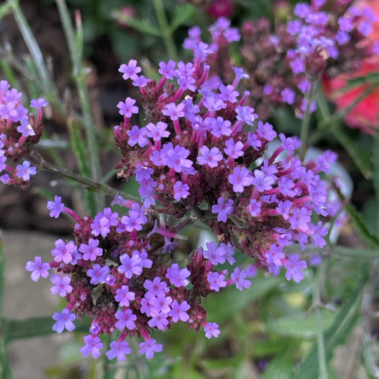 plant image 1685985 plant image 1685985