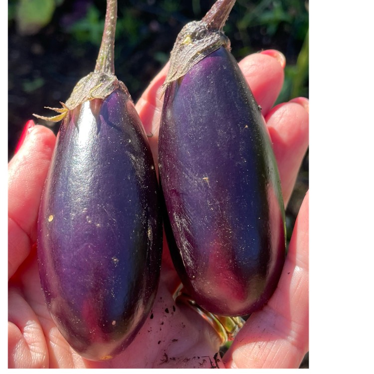 plant image 1686346