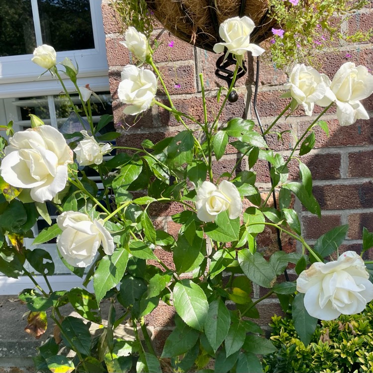 plant image 1686662 plant image 1686662