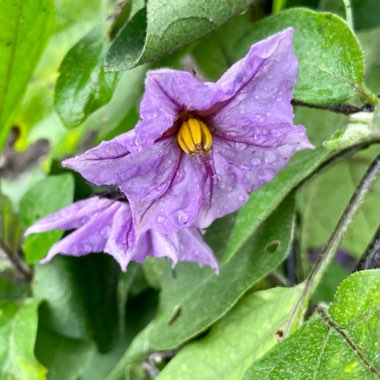 Aubergine 'Patio Baby'