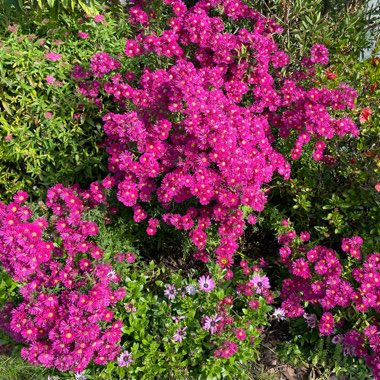 Aster 'Winston Churchill'