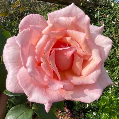 Rose 'Compassion' (Climbing Hybrid Tea)