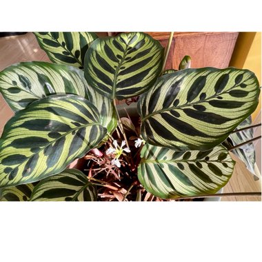 Zebra plant 'Makoyana'
