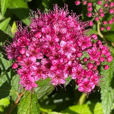 Spiraea 'Anthony Waterer'