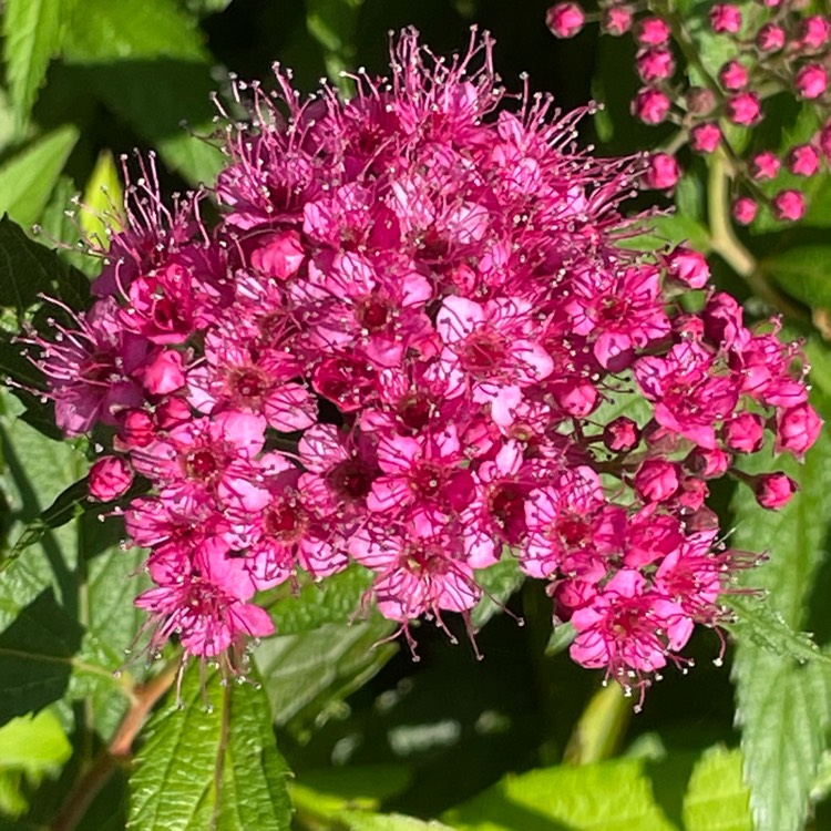 plant image 1689765 plant image 1689765