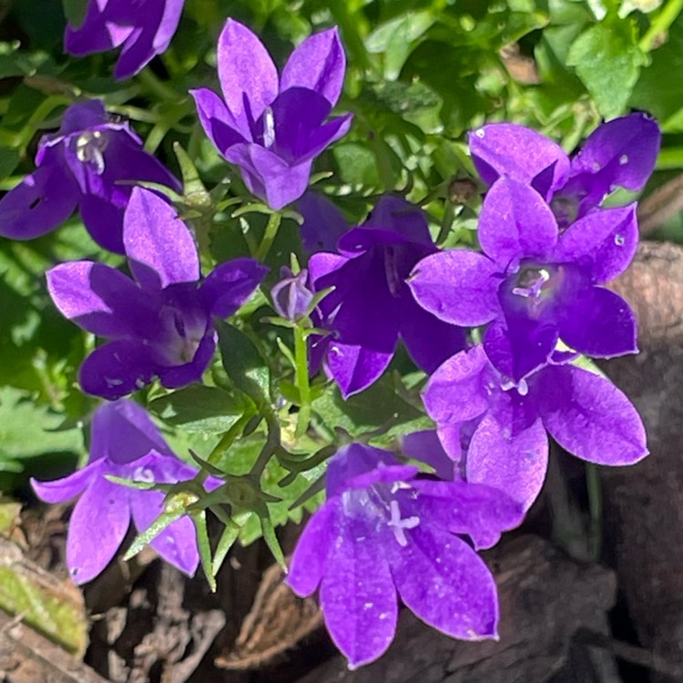plant image 1689766 plant image 1689766