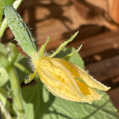 Cucumber 'Socrates' F1