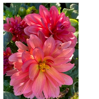 Bedding Dahlia