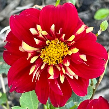 jerseylily's plant