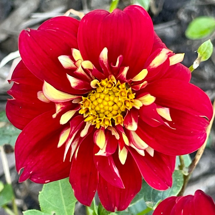 plant image 1689901