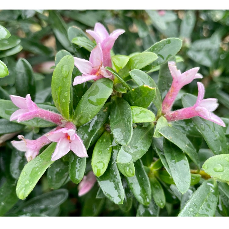 plant image 1693527 plant image 1693527