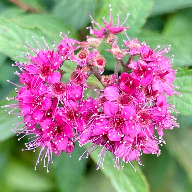 plant image 1693847 plant image 1693847