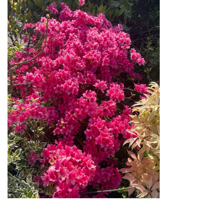 plant image 1706820 plant image 1706820