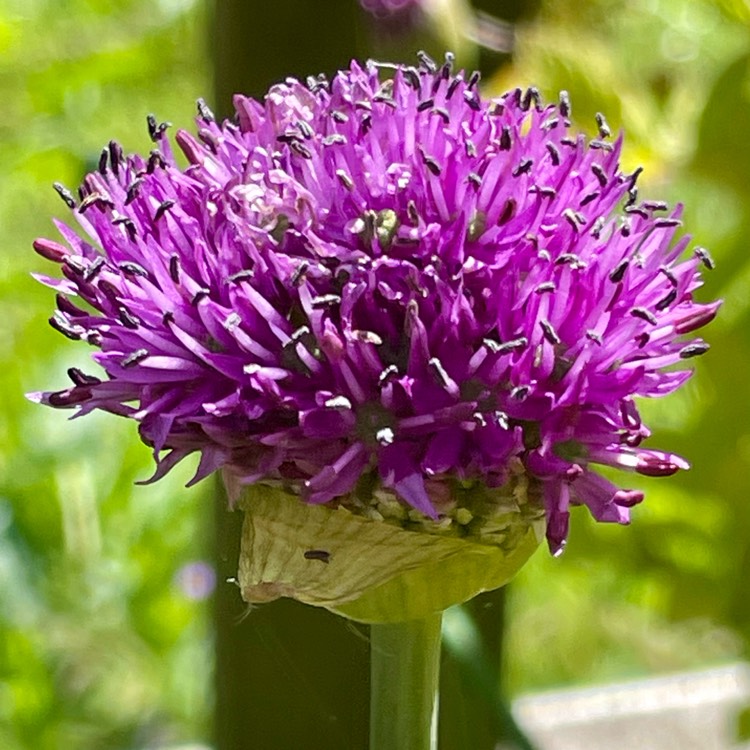 plant image 1710373 plant image 1710373