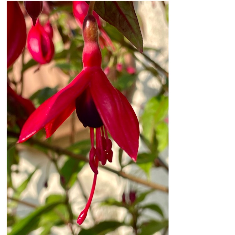 plant image 1711078 plant image 1711078