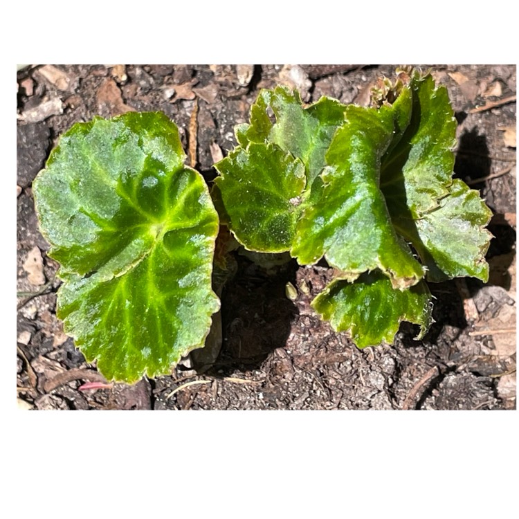 plant image 1711715 plant image 1711715