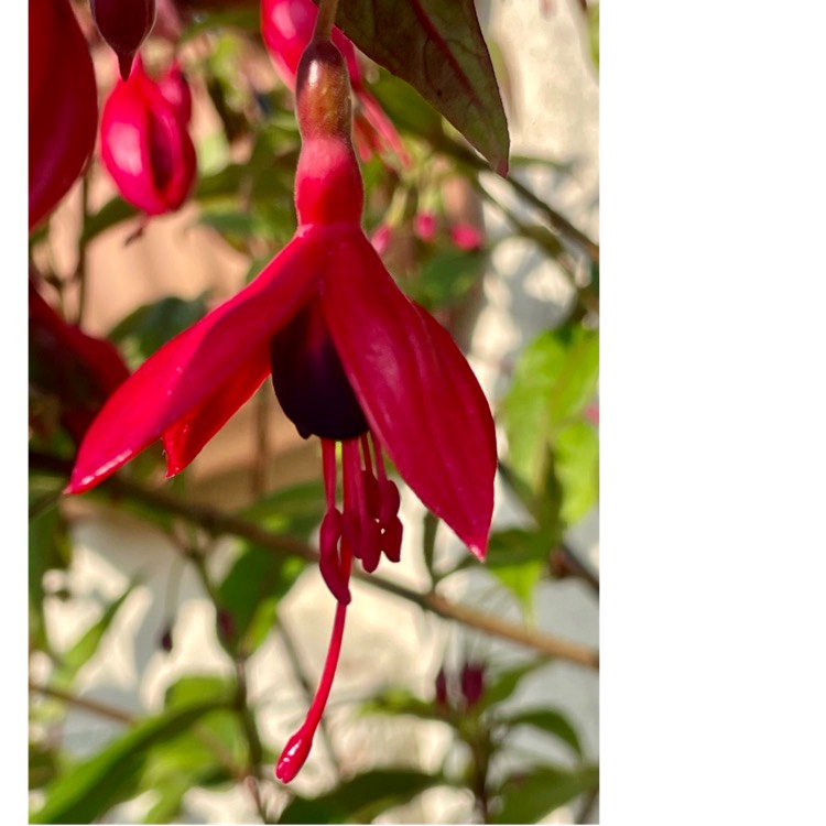 plant image 1712966 plant image 1712966