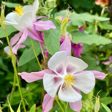 Aquilegia 'McKana Giant'
