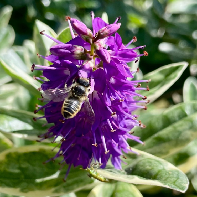 plant image 1716671 plant image 1716671