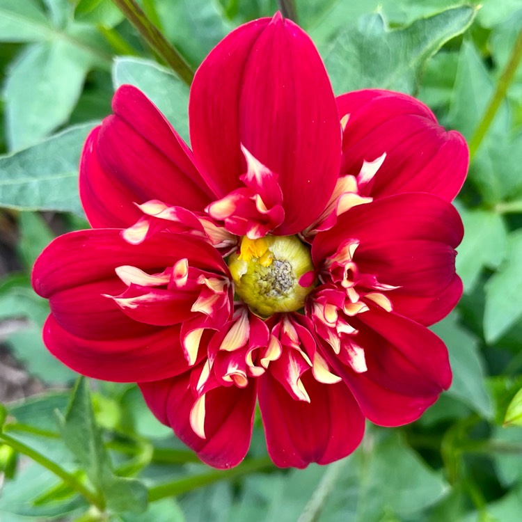 plant image 1718277