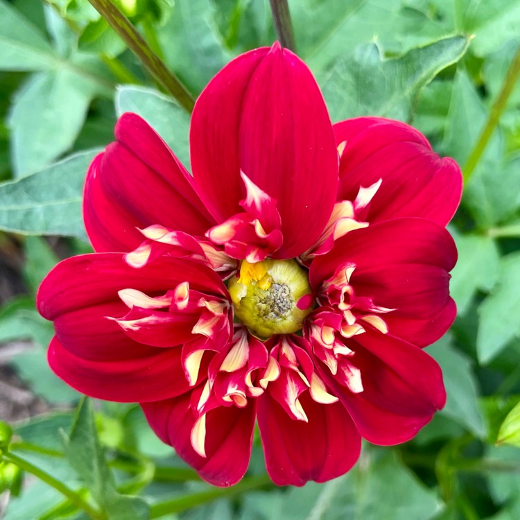 plant image 1721676