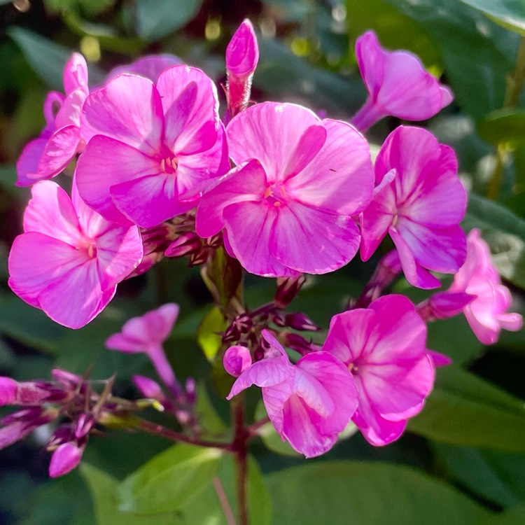 plant image 1721677 plant image 1721677