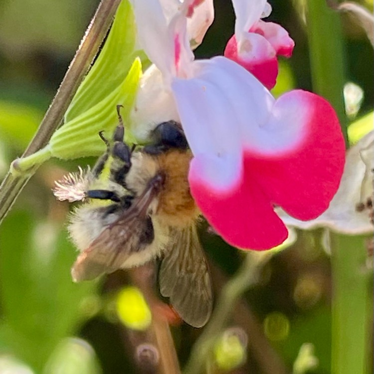 plant image 1722258