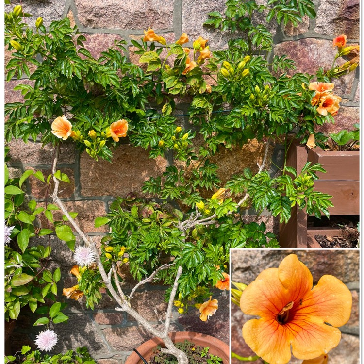 plant image 1722962 plant image 1722962