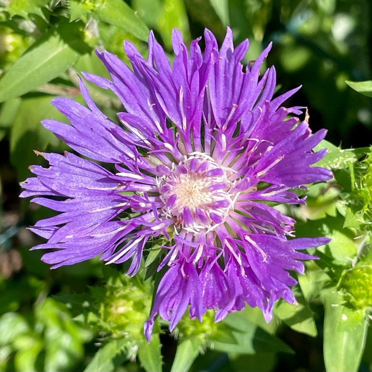 plant image 1723299 plant image 1723299