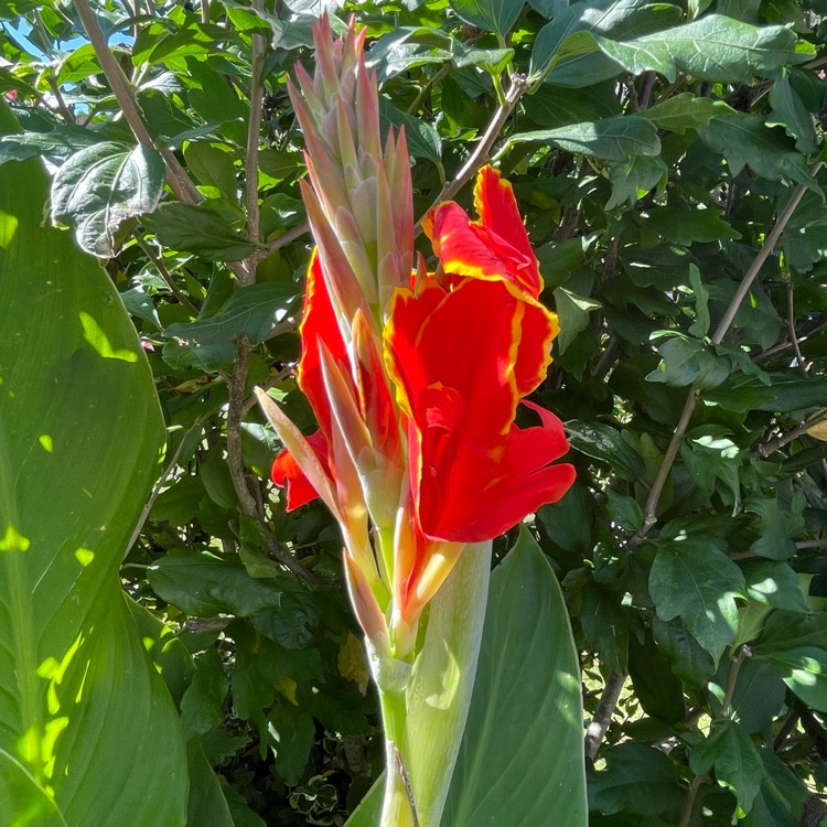 plant image 1724062 plant image 1724062