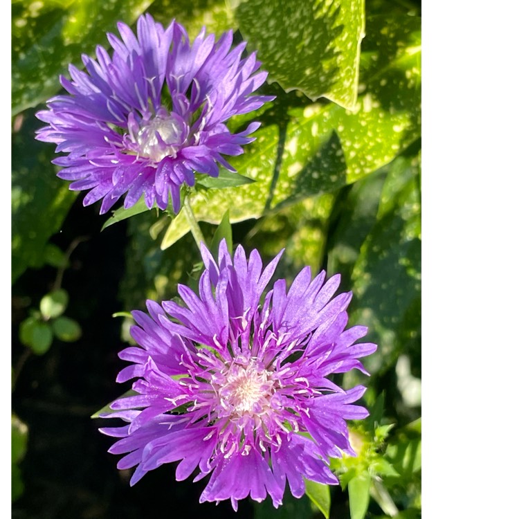 plant image 1724648 plant image 1724648