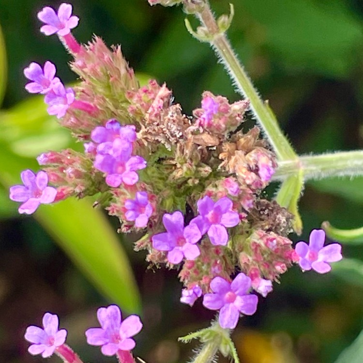 plant image 1724682 plant image 1724682