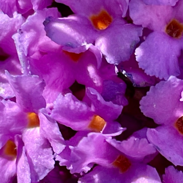 plant image 1724683 plant image 1724683