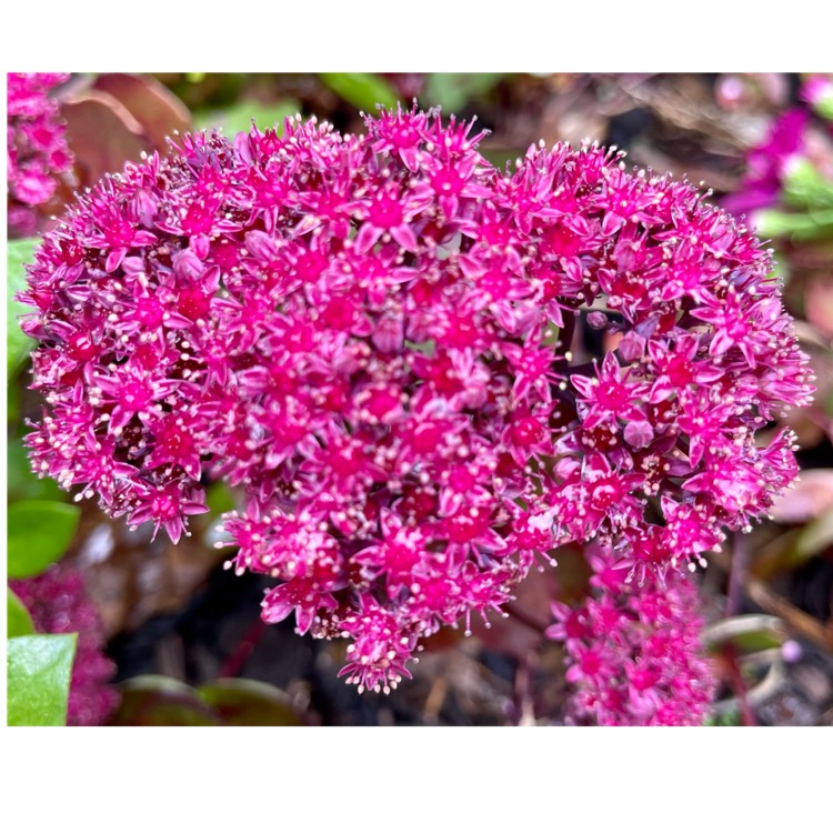 plant image 1725156 plant image 1725156