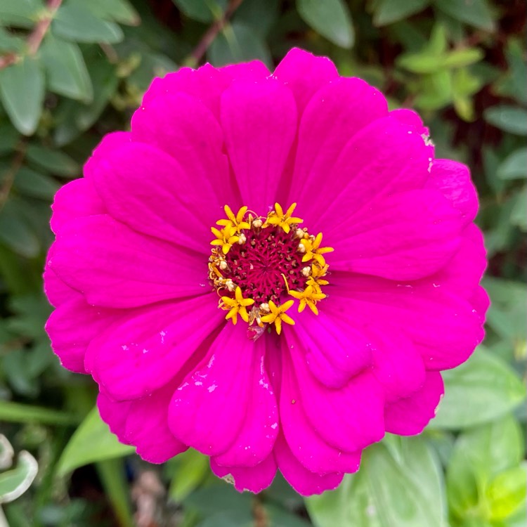 Plant image Zinnia elegans 'Purple Prince'