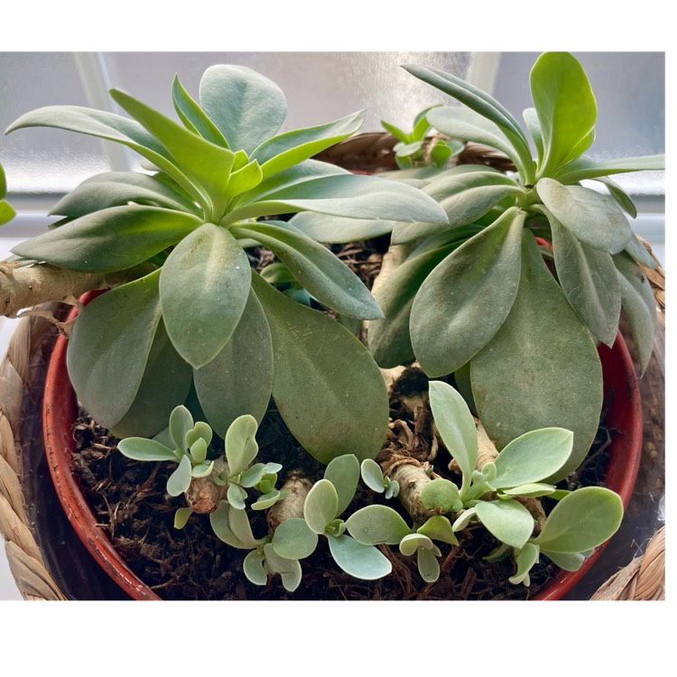plant image 1726185 plant image 1726185