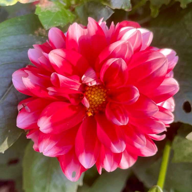 plant image 1726687 plant image 1726687